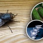 Мухите ще изчезнат незабавно: най-добрите естествени средства срещу насекоми